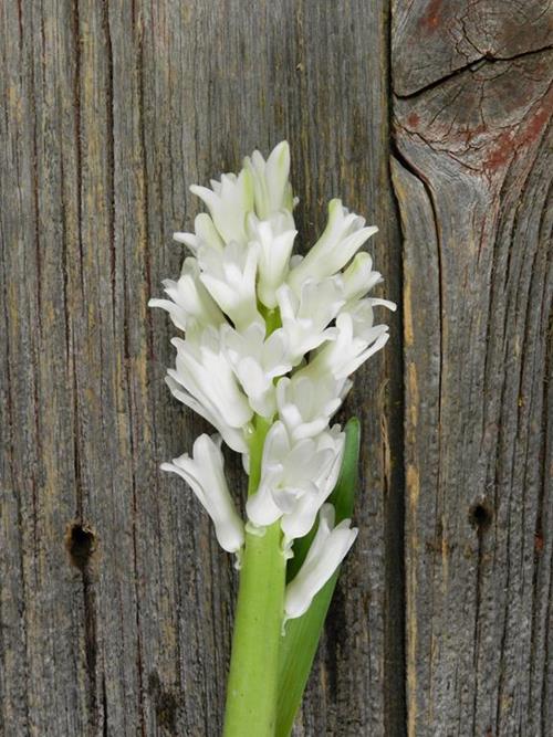  WHITE HYACINTH